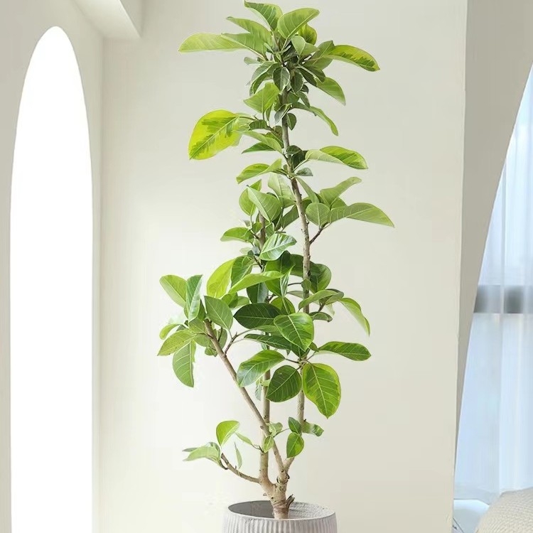 富贵黄金榕青叶橡皮树四季绿植盆栽室内办公室客厅装修推荐简约风