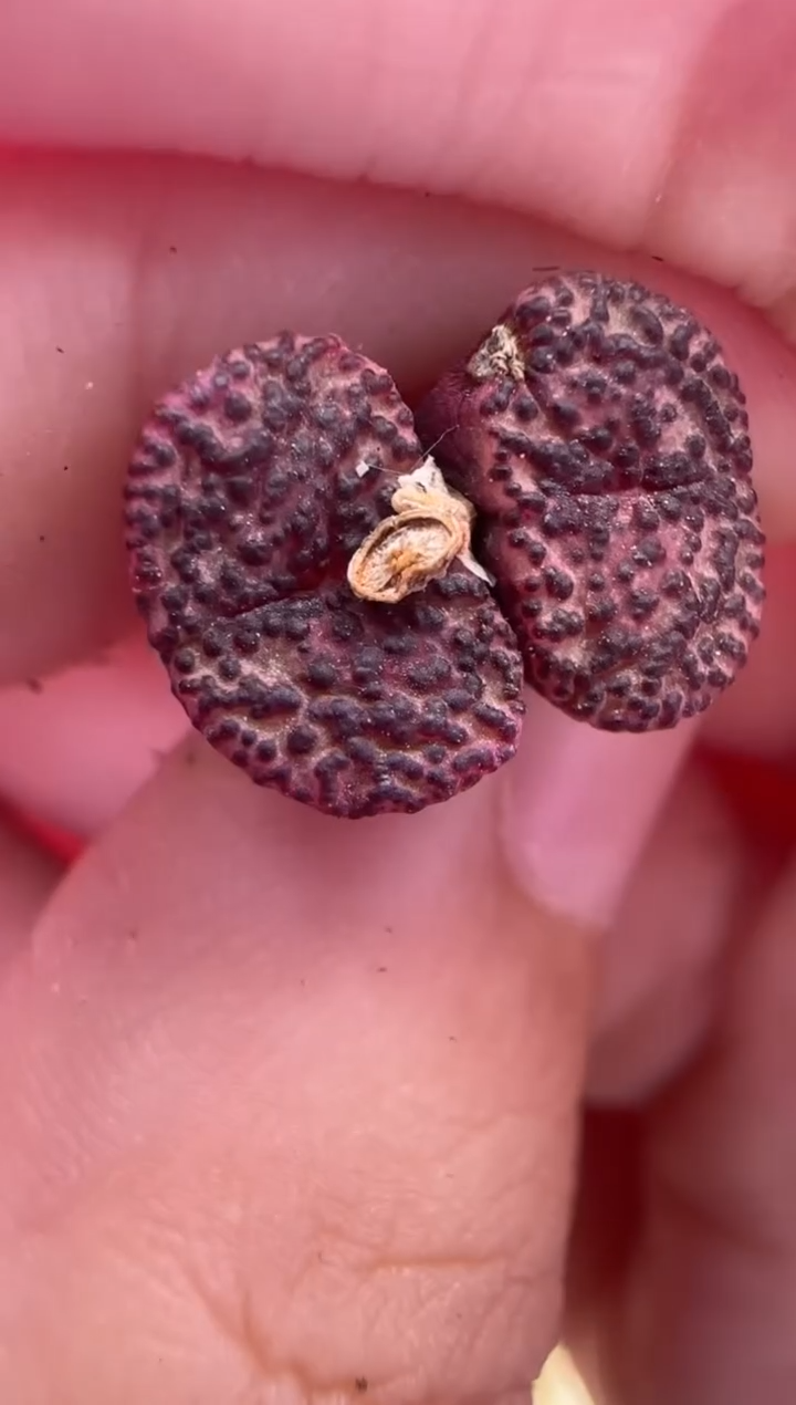 【闪购商品】30-140