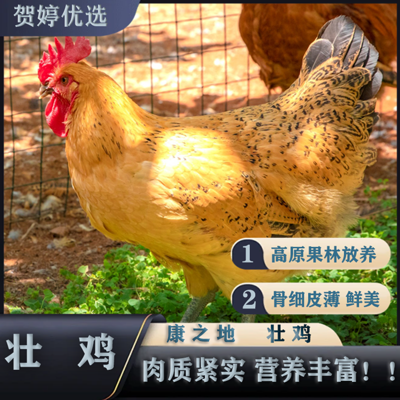 【108四个】云南本地土鸡   生鲜包邮