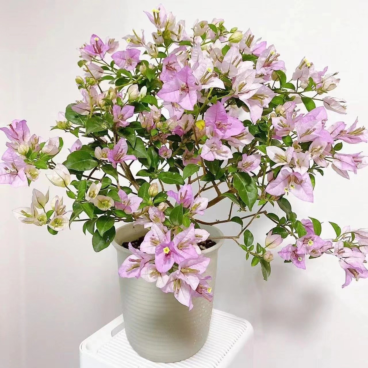 三角梅(绿叶雪紫)发货带花客厅植物易活老桩四季开花阳台花卉