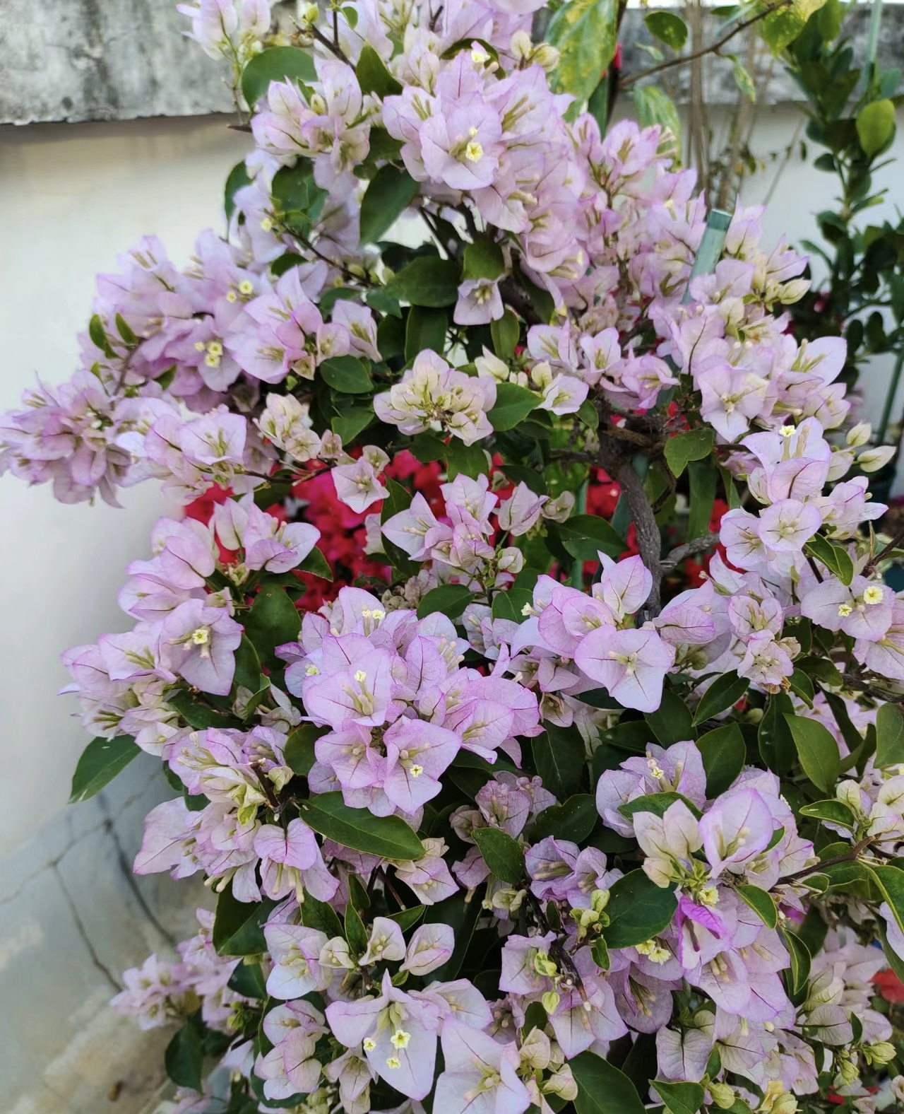 三角梅（绿叶丽娜）淡色紫仙气满满花期长。