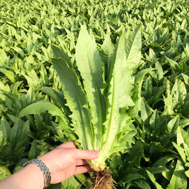 油麦菜种子耐热耐寒鲜嫩清香油麦菜庭院盆栽四季蔬菜种子