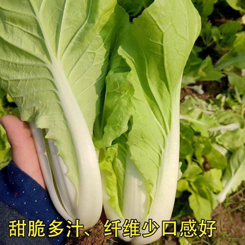 快菜奶油种子天成熟耐热耐高温四季速生高产小白菜种子蔬菜种子