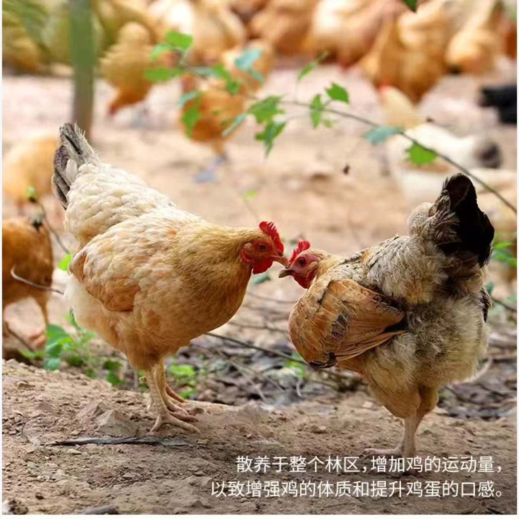 恩施高山  农家散养老母鸡   