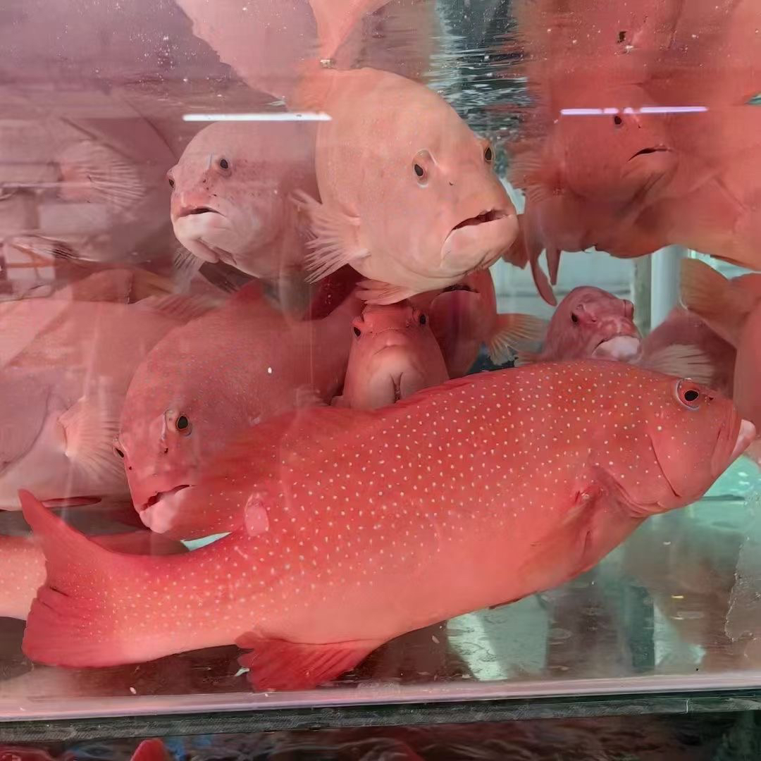 东星斑1.3斤-1.5斤一条鲜活新鲜 活鱼