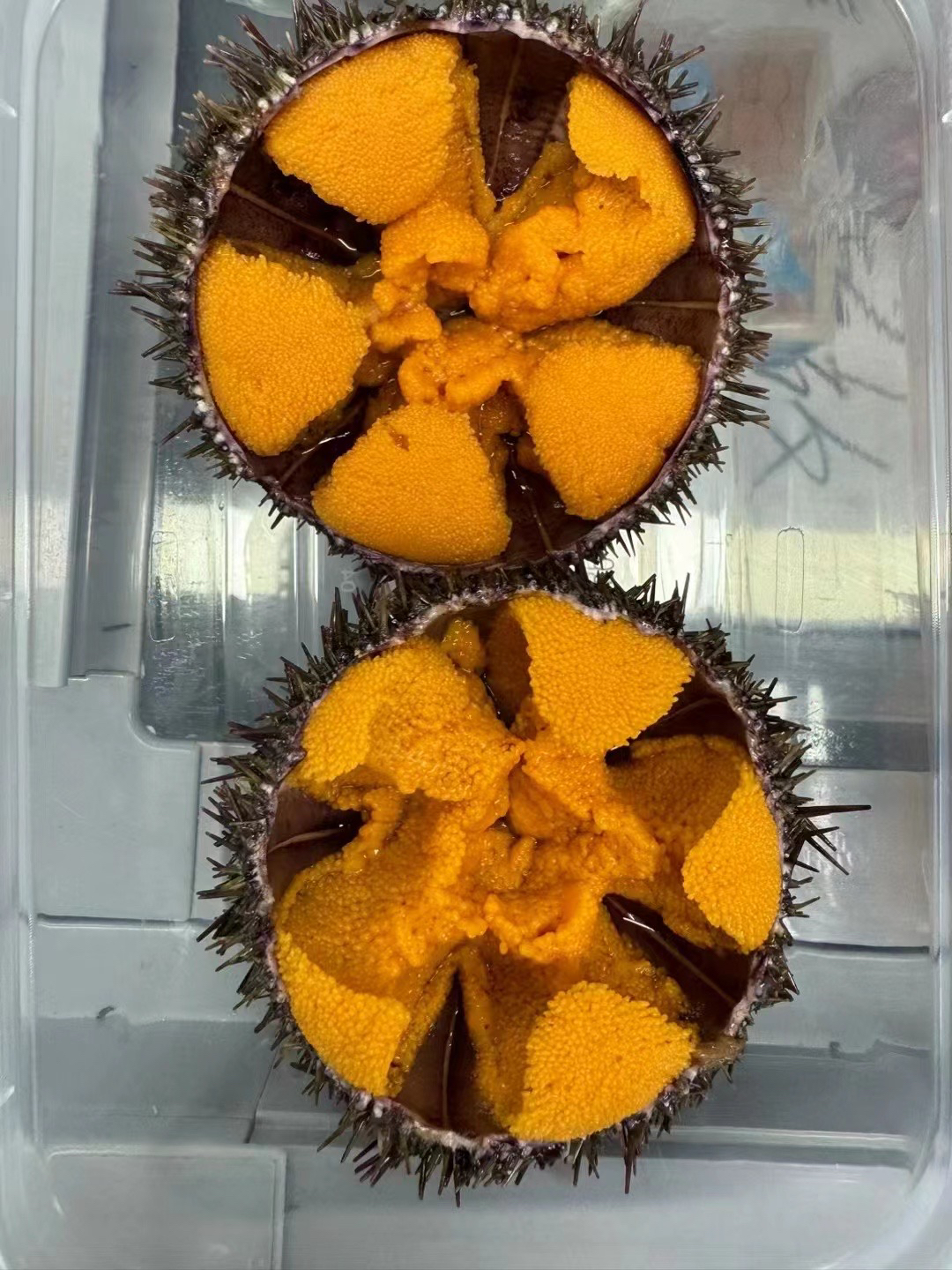海胆可清理内脏新鲜鲜活