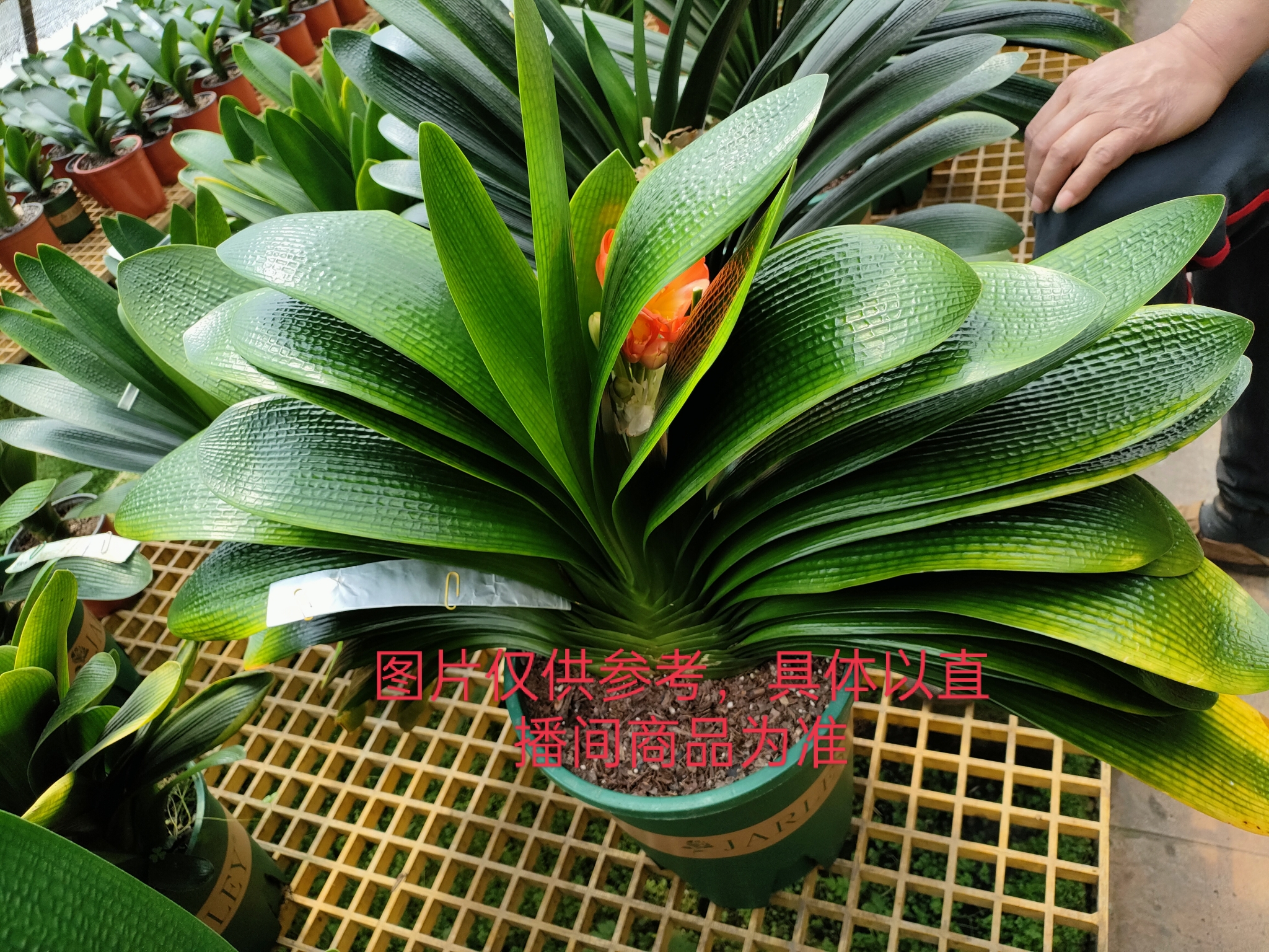 精品君子兰阳台花卉桌面盆栽开花,