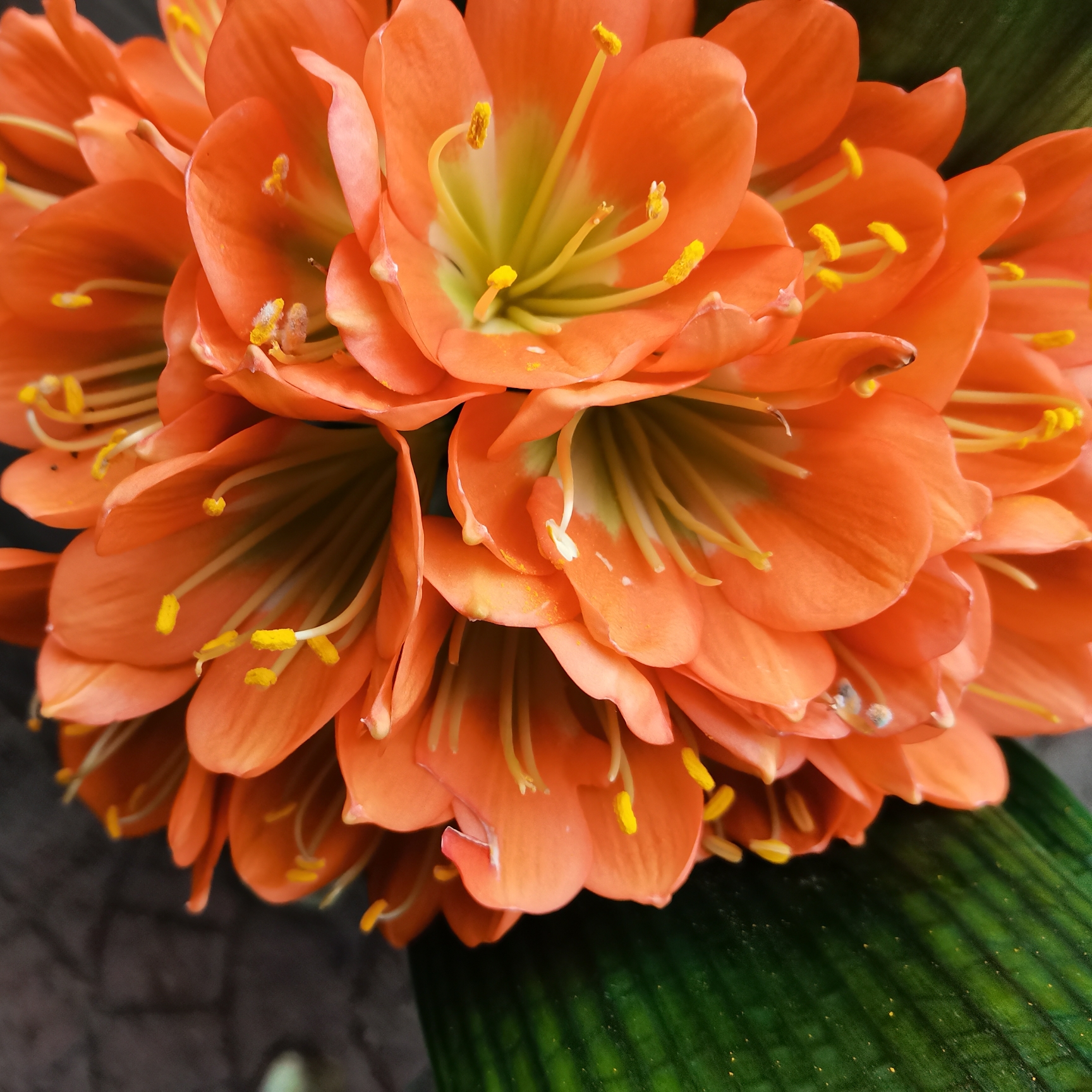精品君子兰阳台花卉桌面盆栽开花,
