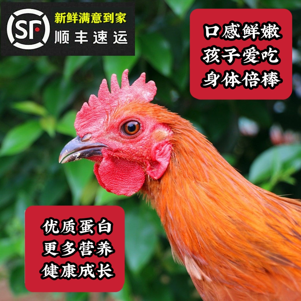 正宗农家山林散养小公鸡未打鸣童子鸡走地鸡新鲜现杀顺丰包邮