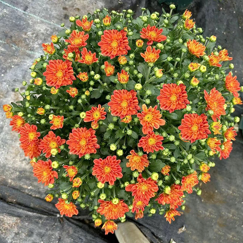 福利款球菊(高品质 花期长)可以地栽可以盆栽庭院阳台开花荷兰菊