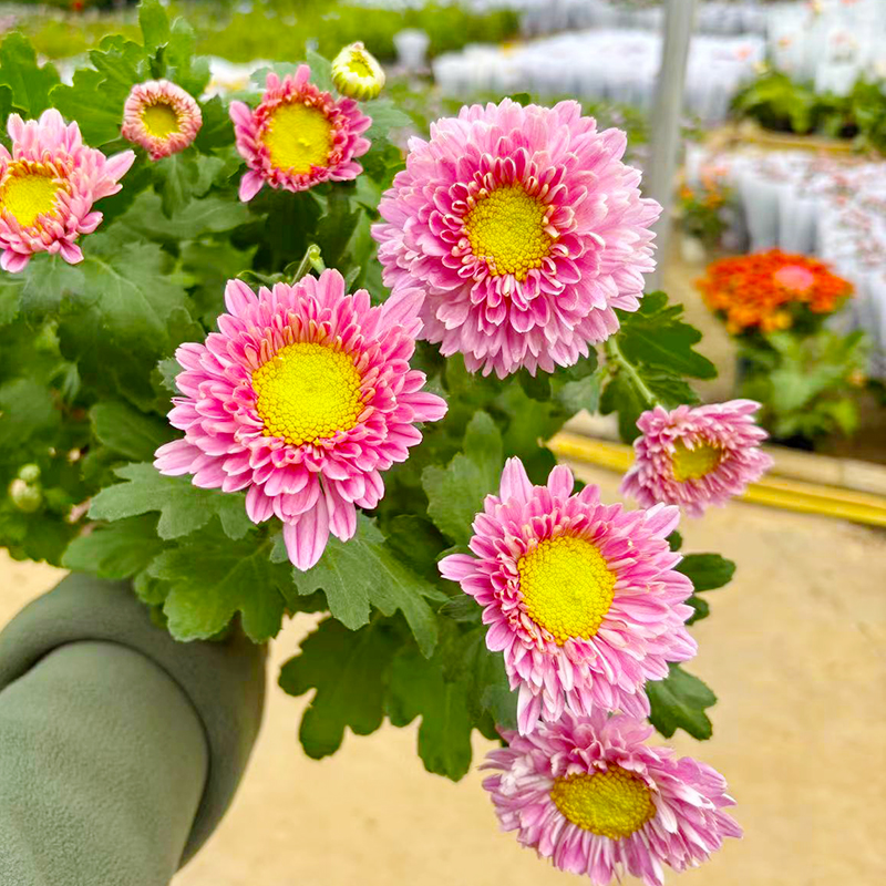 塞拉之光小雏菊(新品 颜值高)庭院阳台开花植物