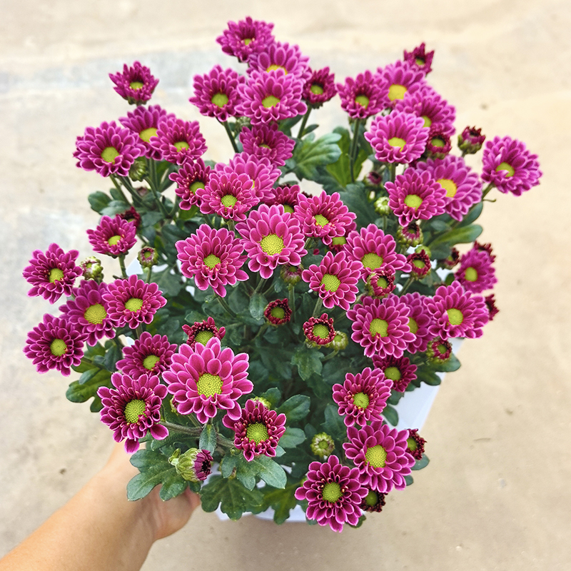 吉祥小雏菊(网红花-颜值高)庭院阳台开花植物荷兰菊