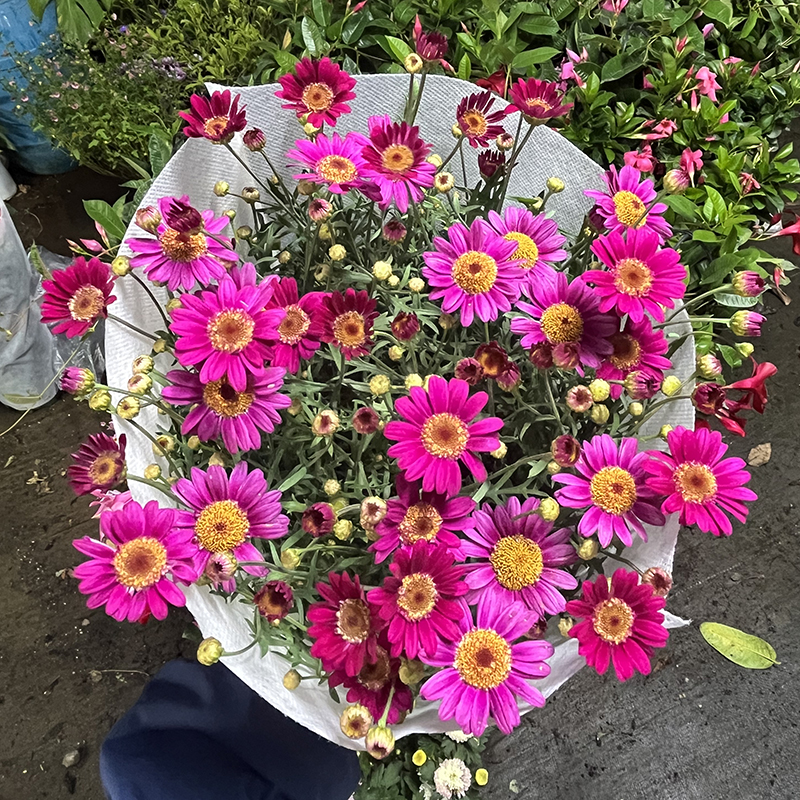 红丝绒玛格丽特(颜色渐变)庭院阳台开花植物