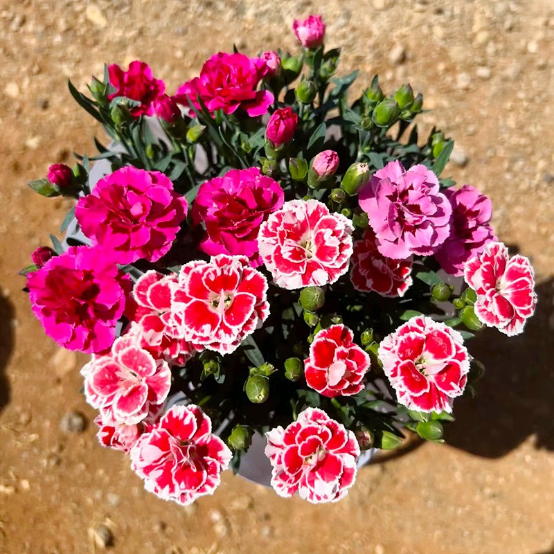 奥斯卡康乃馨(一见钟情 高颜值花)阳台窗台开花植物星花怒放