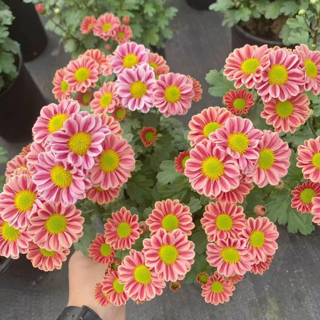 玲珑小雏菊(新品种 Q萌可爱  颜色渐变)阳台庭院开花植物