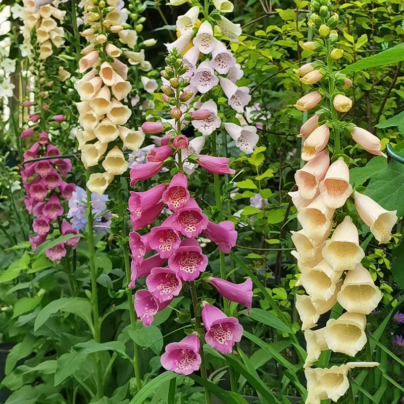 毛地黄盆栽带花苞发货四季开花庭院阳台好养花(易活好养)