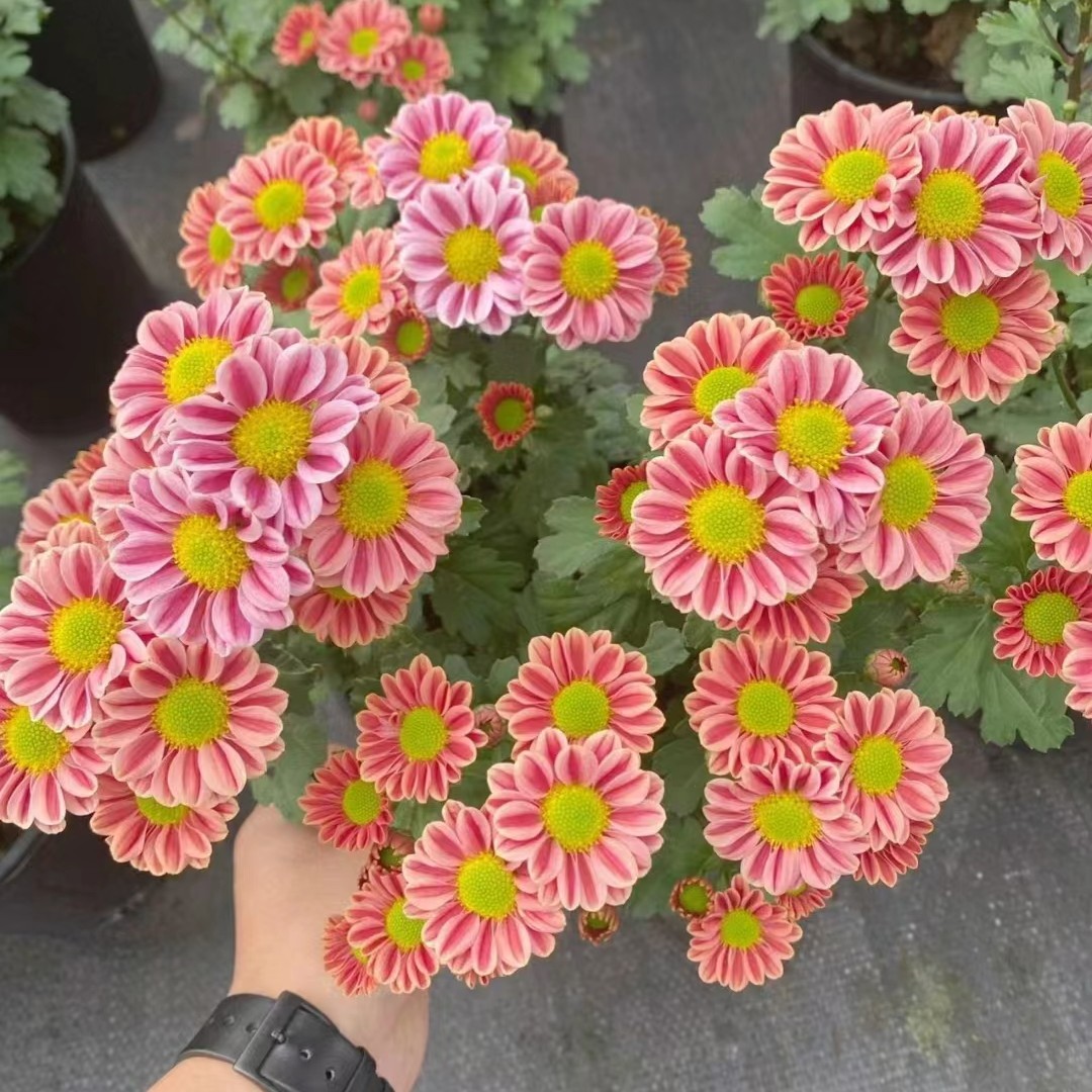 玲珑小雏菊荷兰菊(颜值高  花期长)阳台庭院开花植物千头菊