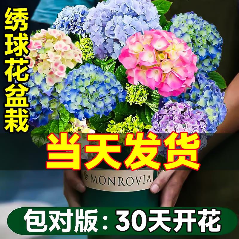 无尽夏绣球花苗盆栽带花苞四季开花卉绿植物室内阳台庭院老桩鲜花