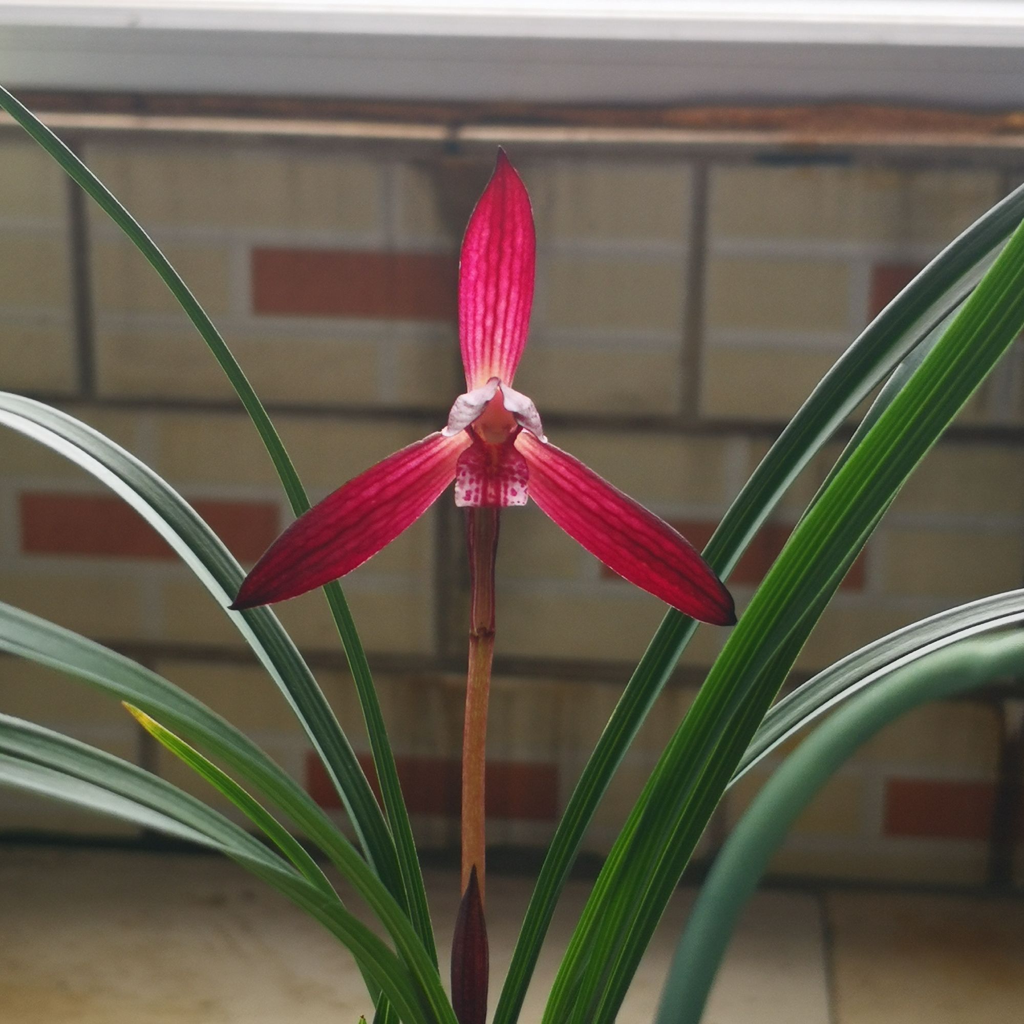 幽兰小筑兰花直播间一物一拍