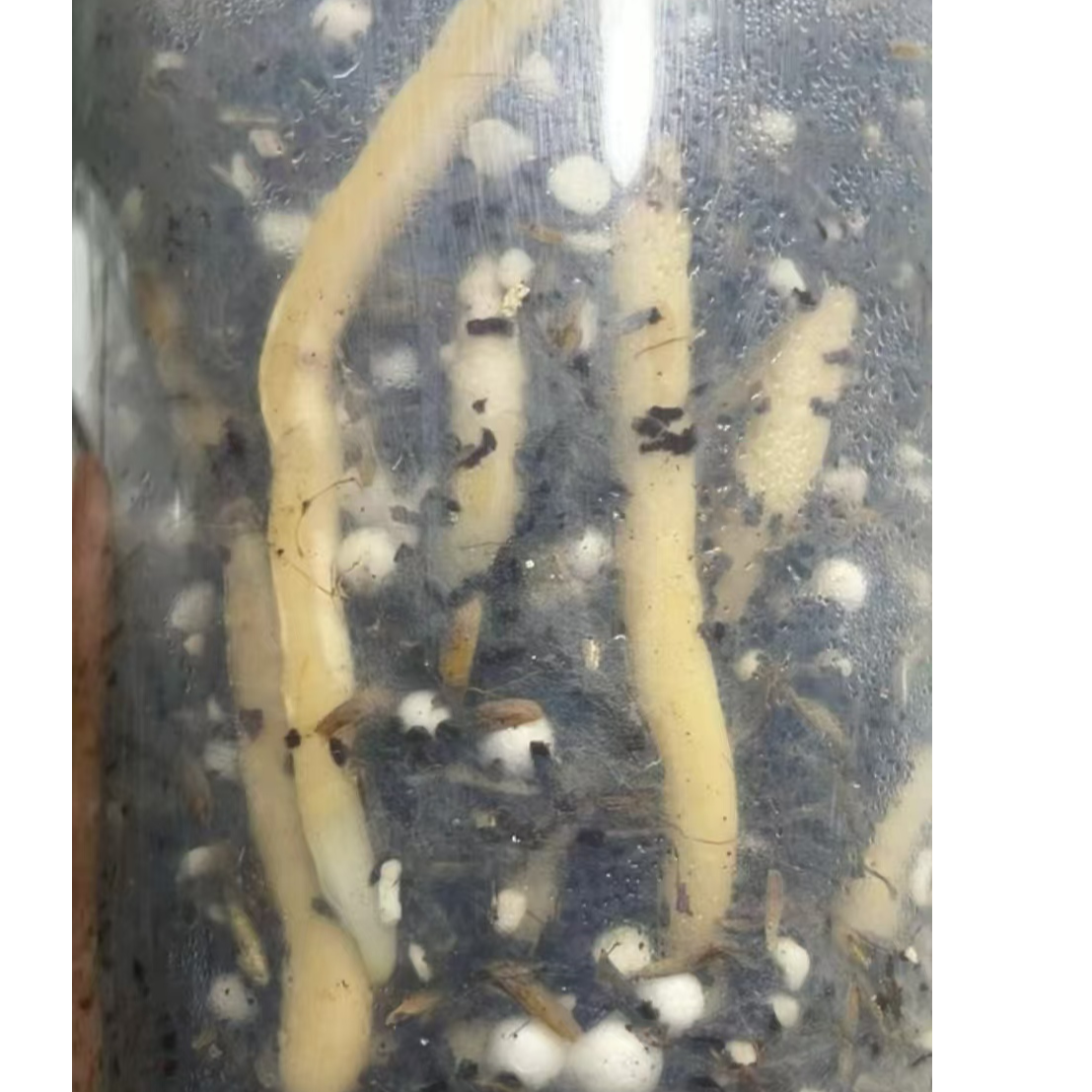 兰花专用软植料，服盆快，来芽快