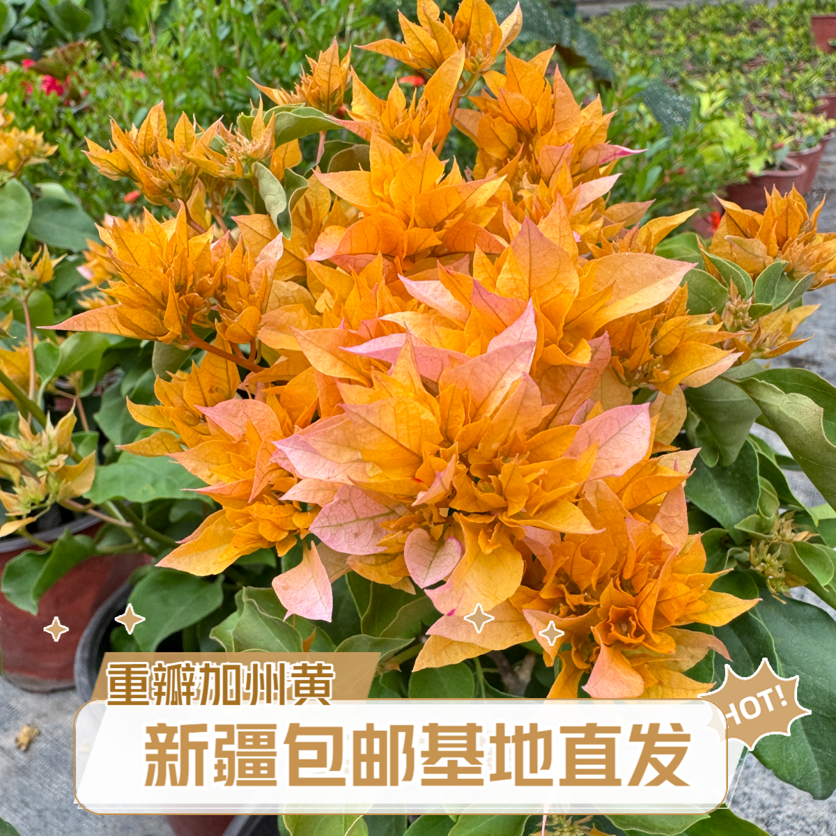 新疆包邮 重瓣加州黄三角梅 四季勤花 阳台庭院 花卉绿植盆栽