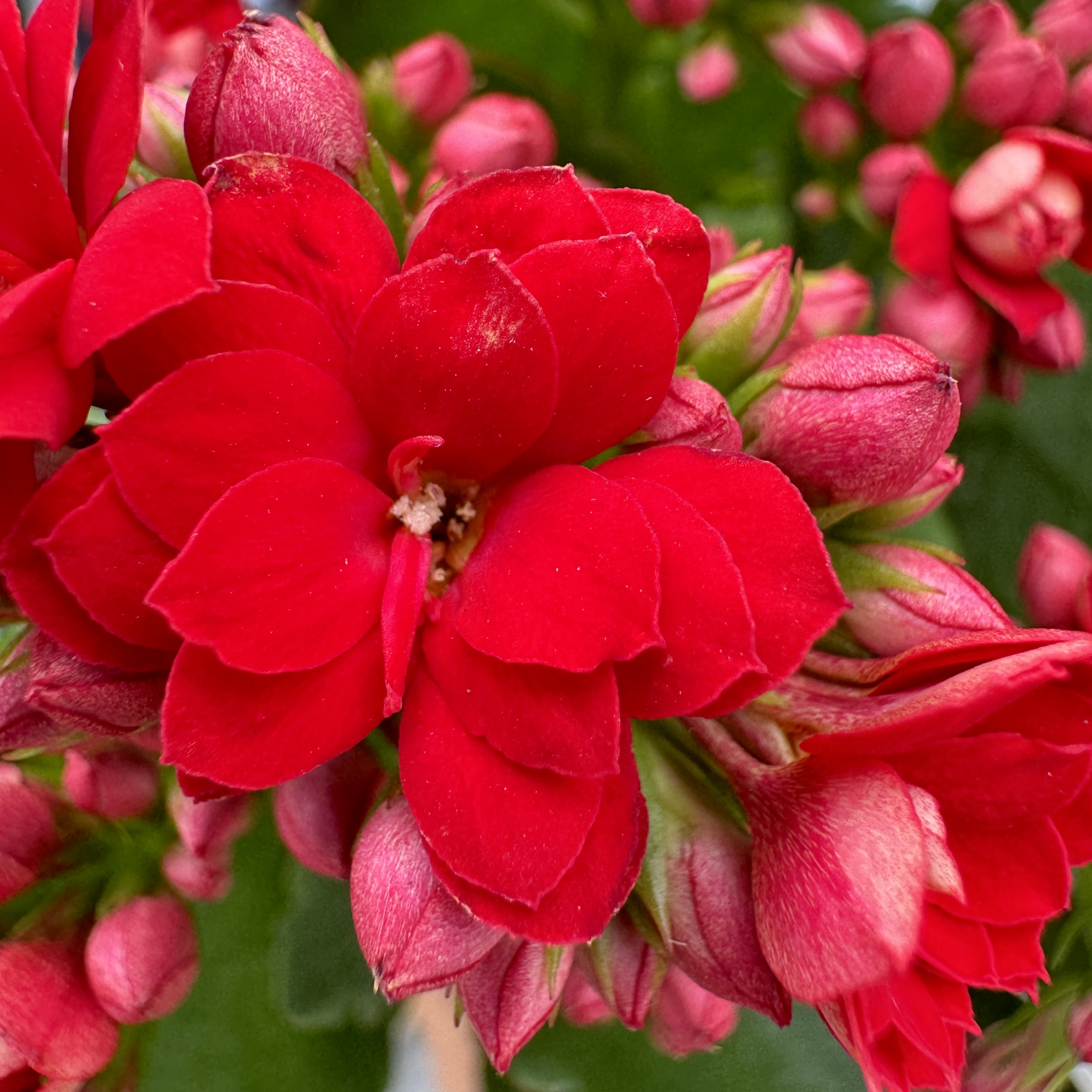 新疆包邮 长寿组合（2盆） 室内阳台花卉盆栽 基地直发