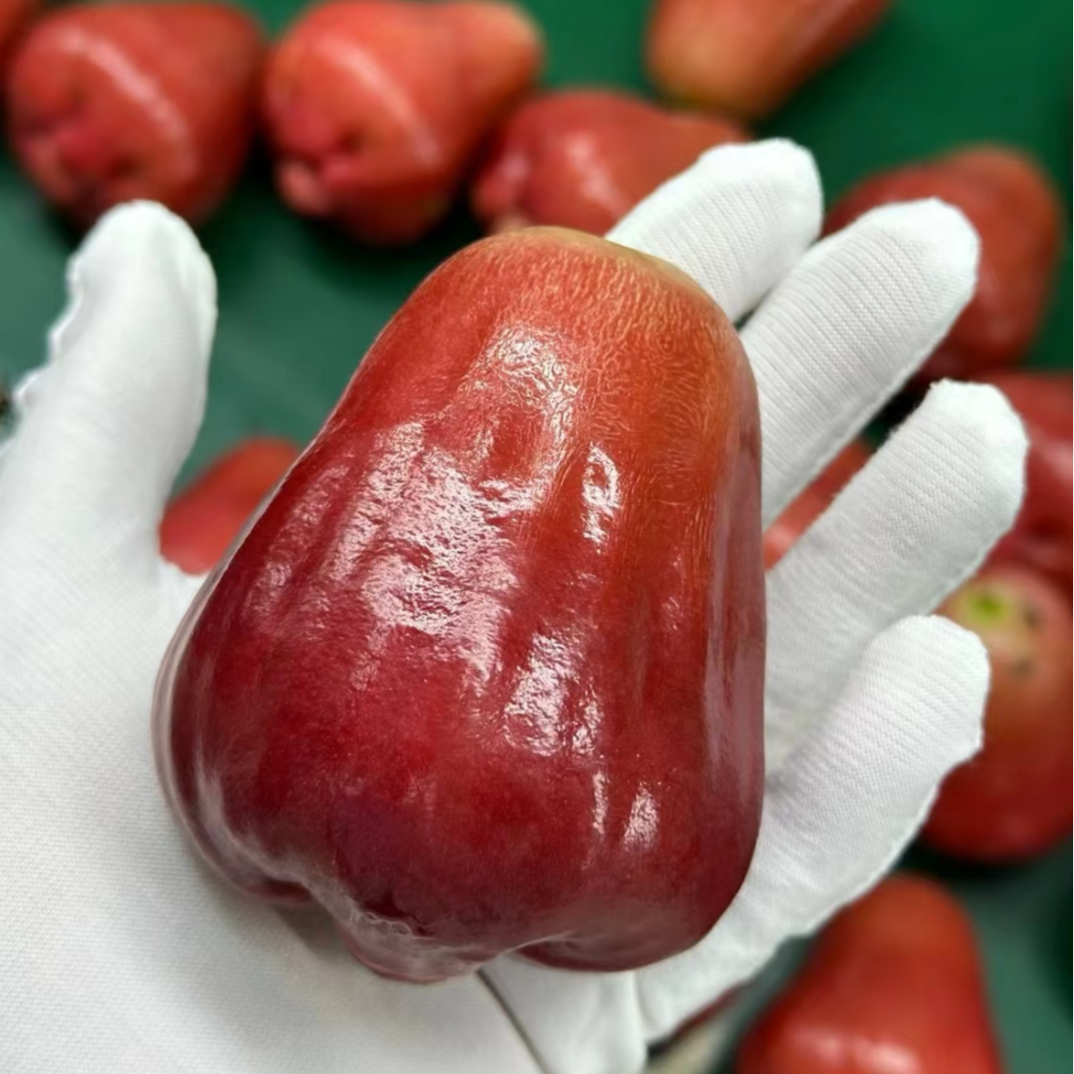 【大壮哥甄选】新鲜海南三亚南鹿1号莲雾 礼盒装 