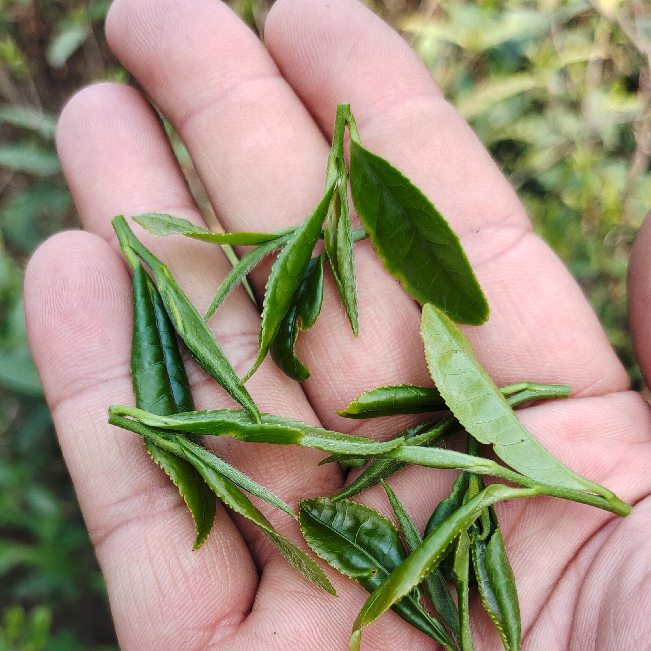自家茶园/日照绿茶2025/豆香鲜香带花香/口感柔和醇厚