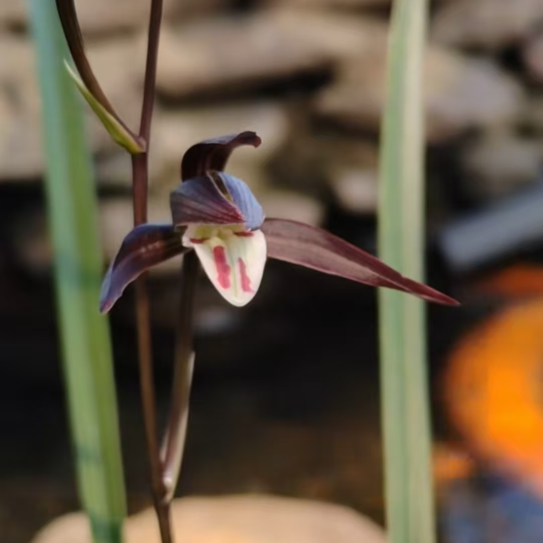 种植基地细叶寒兰兰花