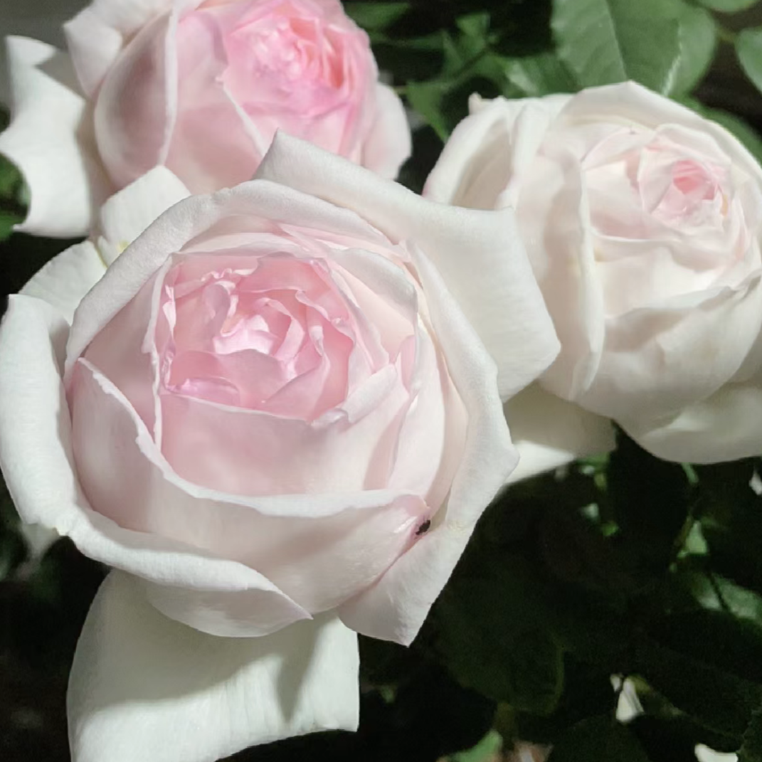 【熏奶月季】开花耐热勤花抗病阳台灌木四季开花月季盆栽