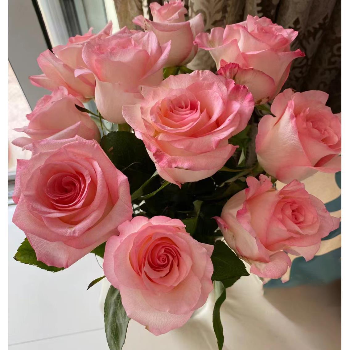 林荫大道切花浓香月季