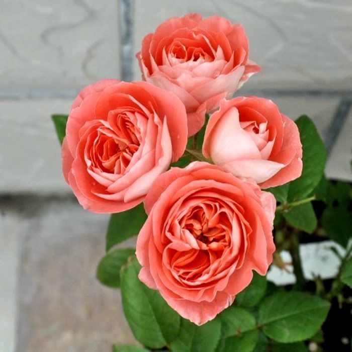 诺娃阳台浓香型月季