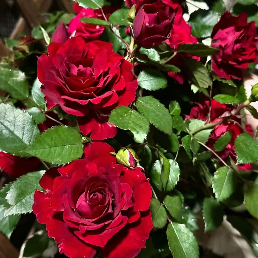 【二加仑 娜塔莉】开花耐热勤花抗病阳台灌木四季开花月季盆栽