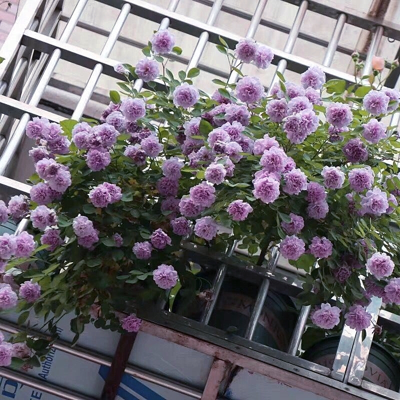 【二加仑 蓝色阴雨】开花耐热勤花抗病阳台灌木四季开花月季盆栽