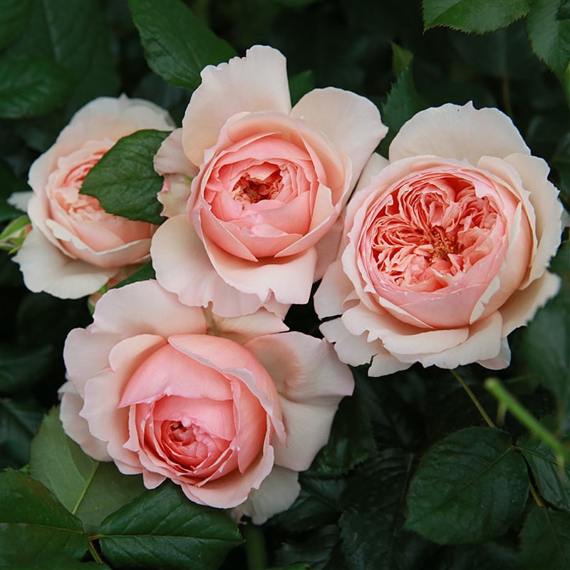  真宙小苗开花耐热勤花抗病阳台灌木四季开花月季盆栽