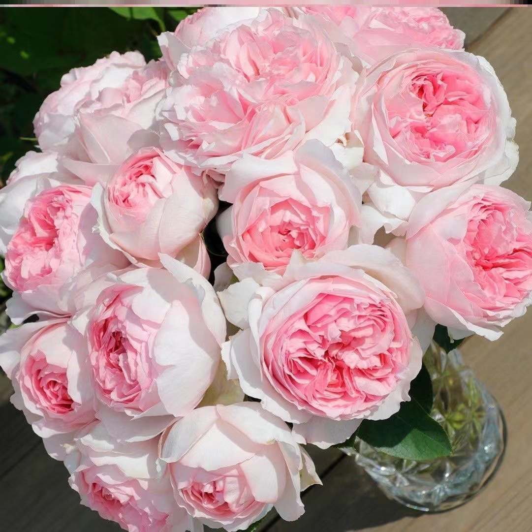 【 伊芙乙女心】开花耐热勤花抗病阳台灌木四季开花月季盆栽