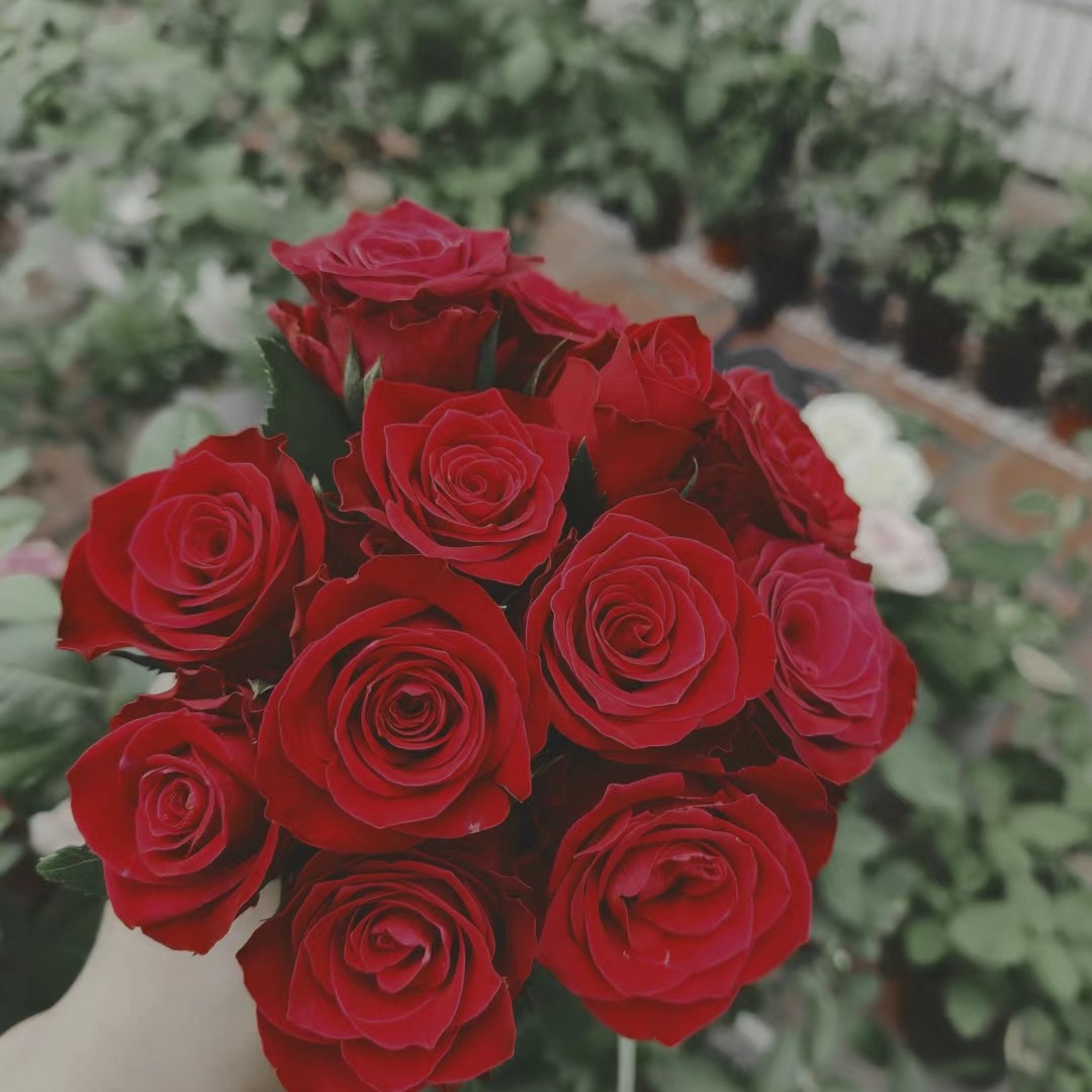  罗德斯开花耐热勤花抗病阳台灌木四季开花月季盆栽