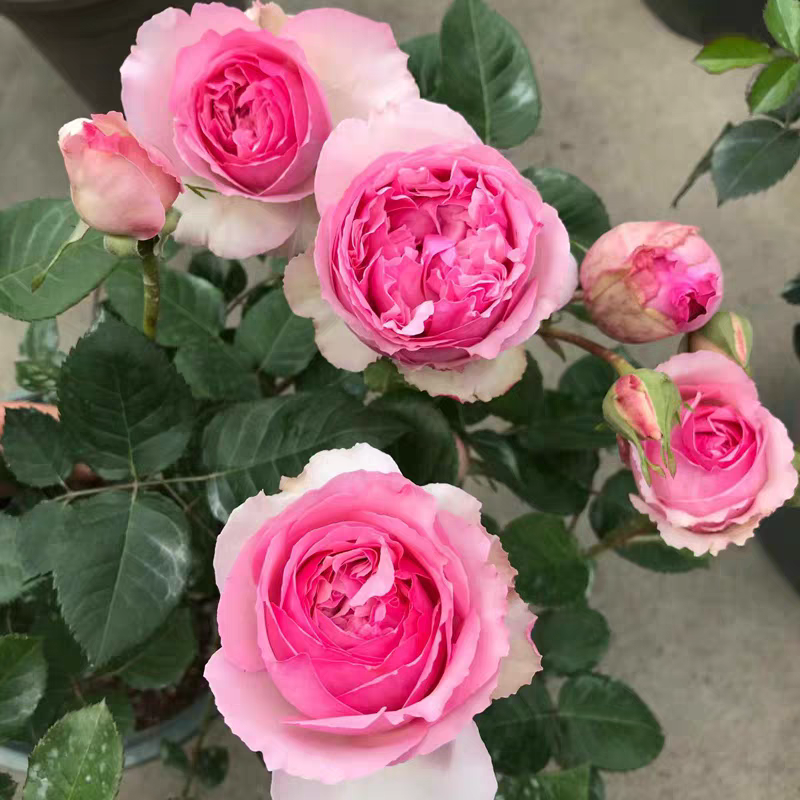 新浅樱桃，粉色浓香月季