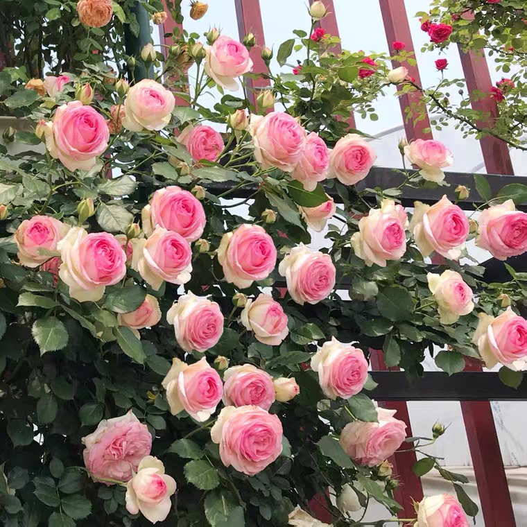 【 粉龙沙宝石】开花耐热勤花抗病阳台灌木四季开花月季盆栽