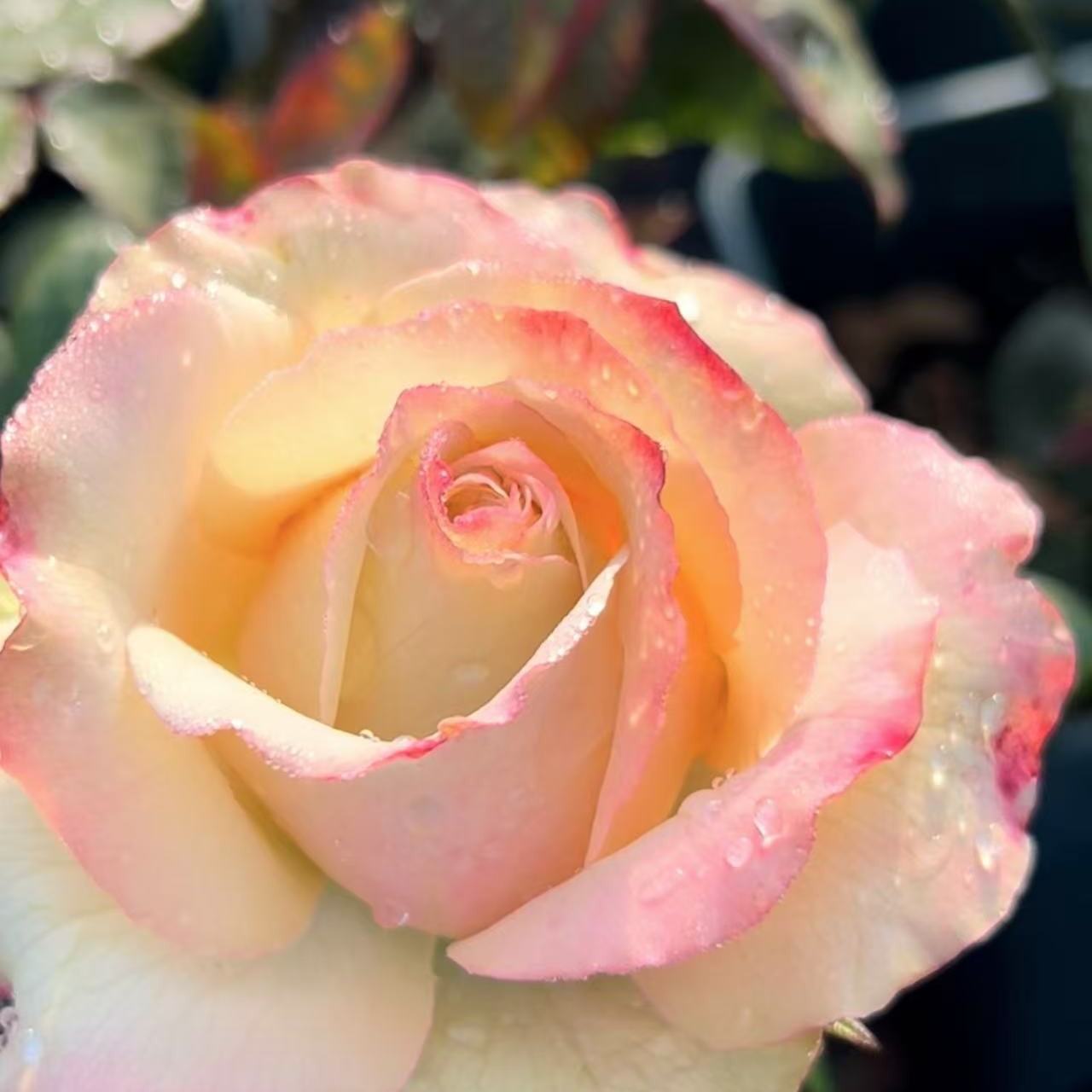 新品扦插催眠术切花月季