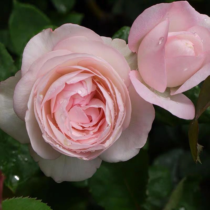 混苗一物一拍月季组合苗链接