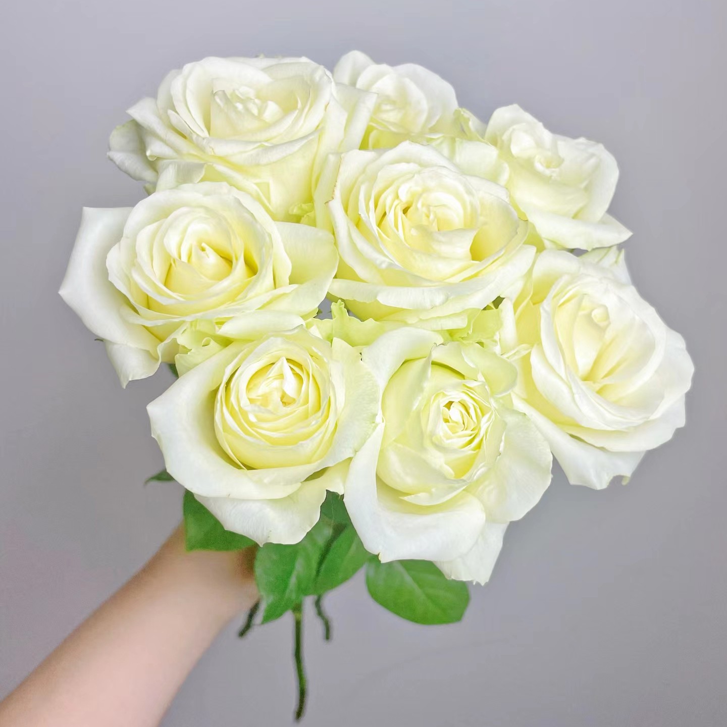 活力浓香大花月季