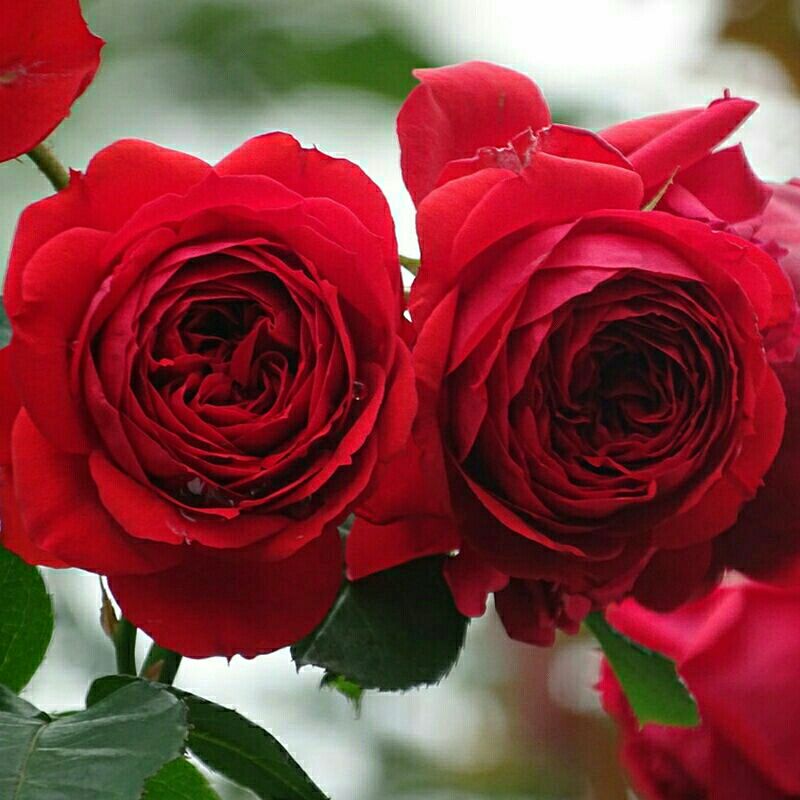 【二加仑 红苹果】开花耐热勤花抗病阳台灌木四季开花月季盆栽