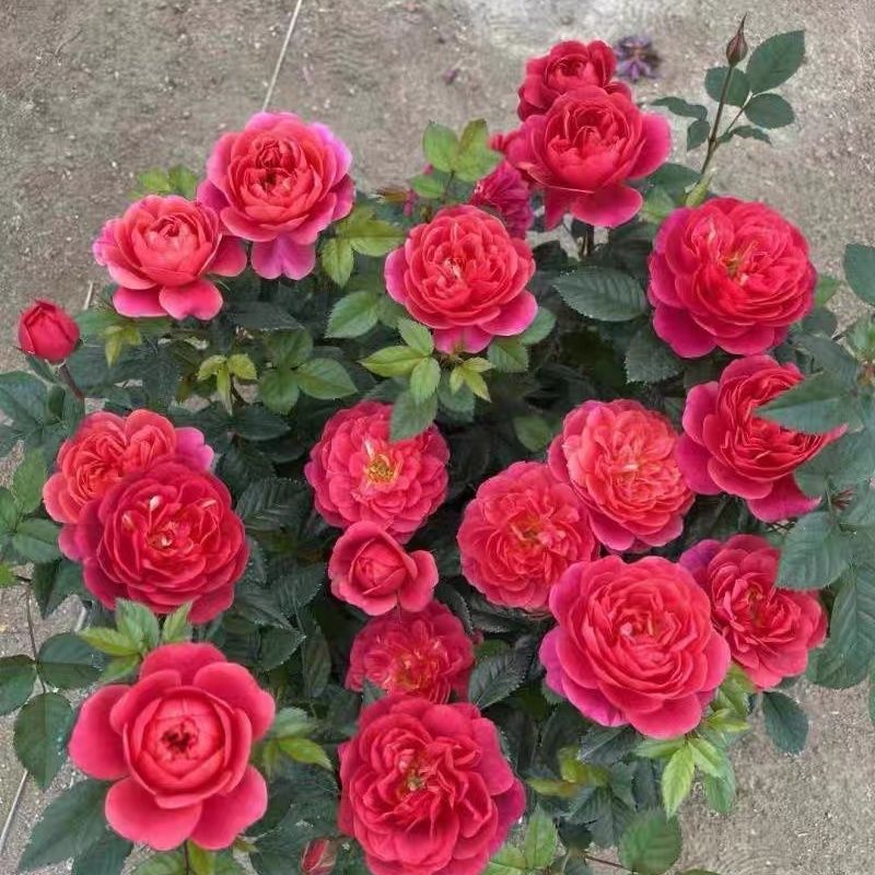  绝色果汁开花耐热勤花抗病阳台灌木四季开花月季盆栽