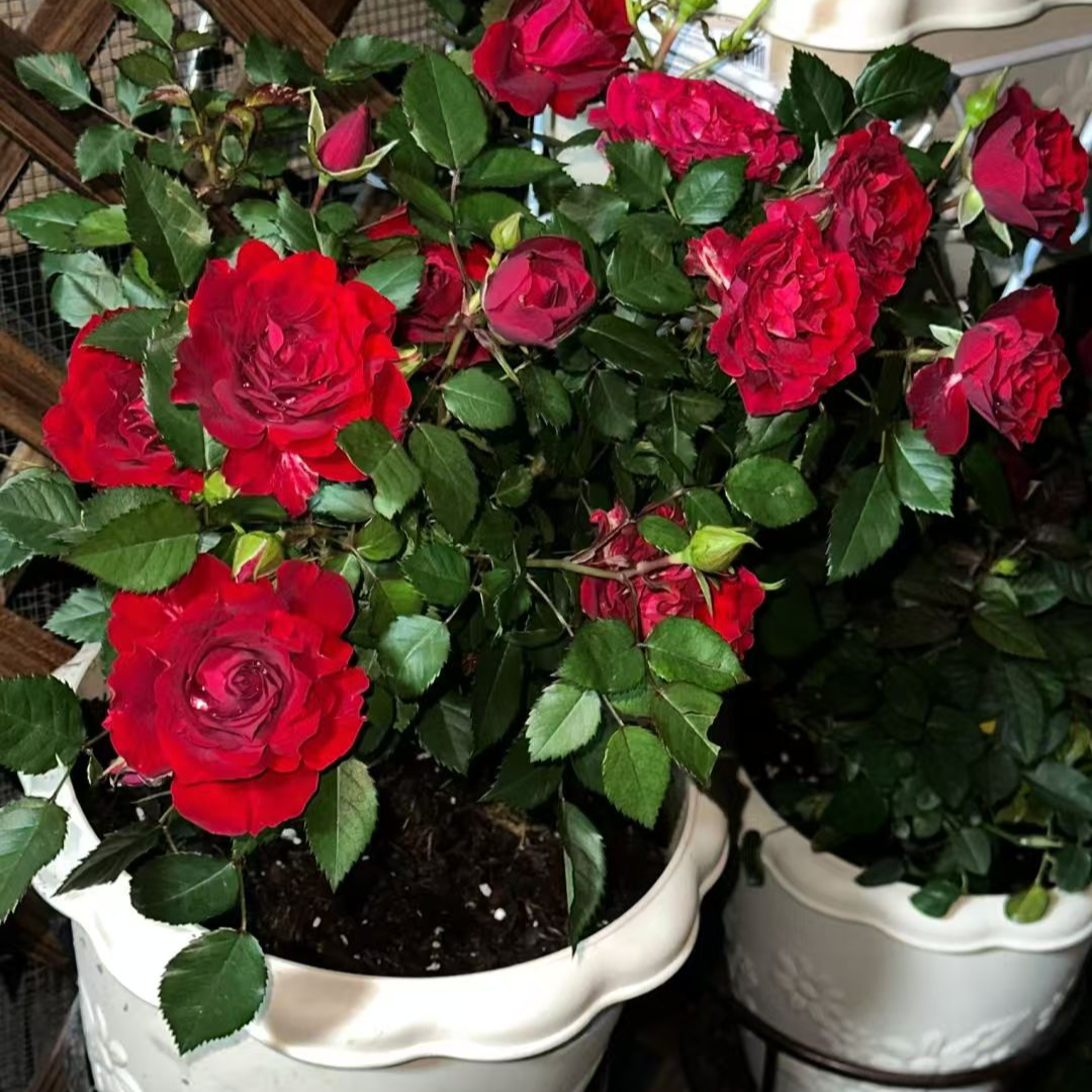 【一加仑 娜塔莉】开花耐热勤花抗病阳台灌木四季开花月季盆栽