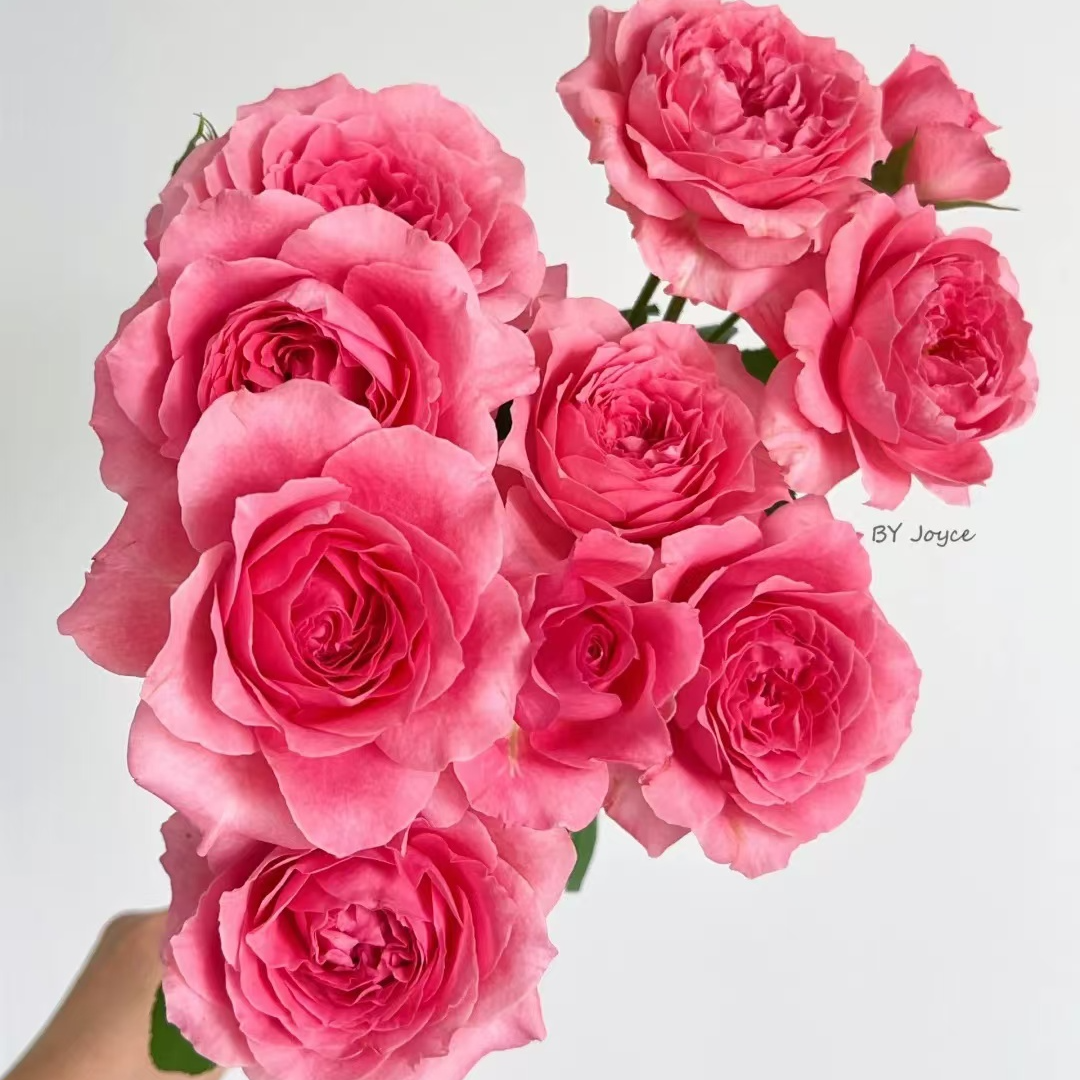 【一加仑 珊瑚果冻】开花耐热勤花抗病阳台灌木四季开花月季盆栽