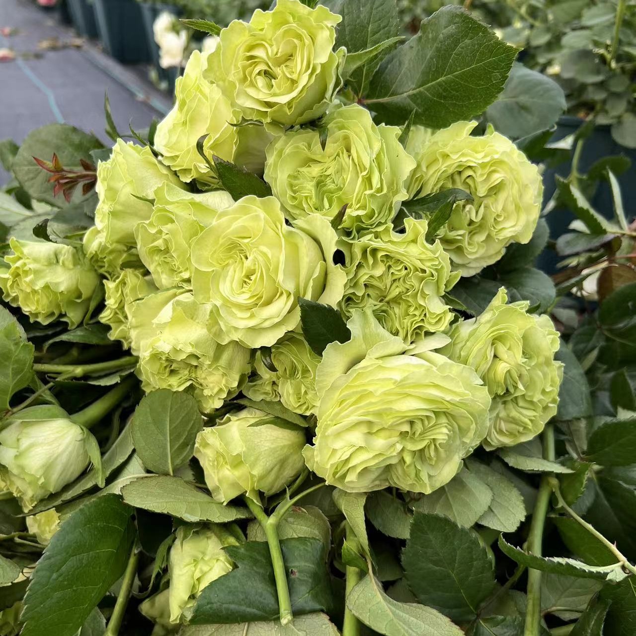 新品绿色切花小乔月季