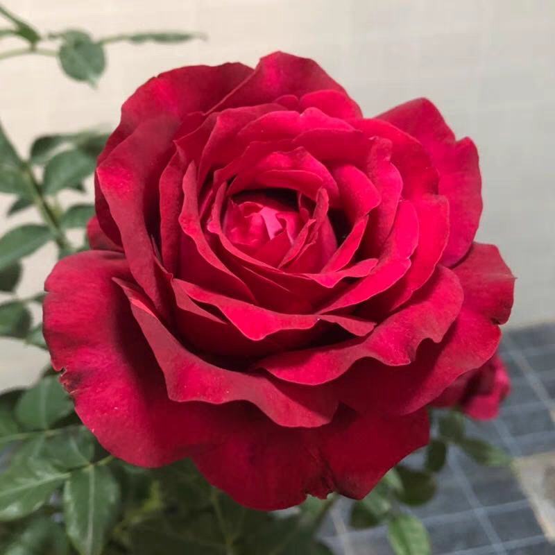 【二加仑 詹尼斯】开花耐热勤花抗病阳台灌木四季开花月季盆栽