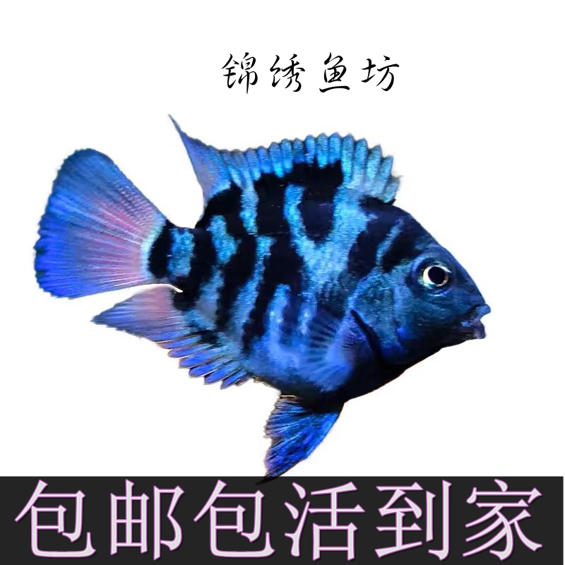 宝蓝不分公母三条迷你鹦鹉鱼鱼儿繁殖小鱼圆小型好养观赏鱼热带鱼