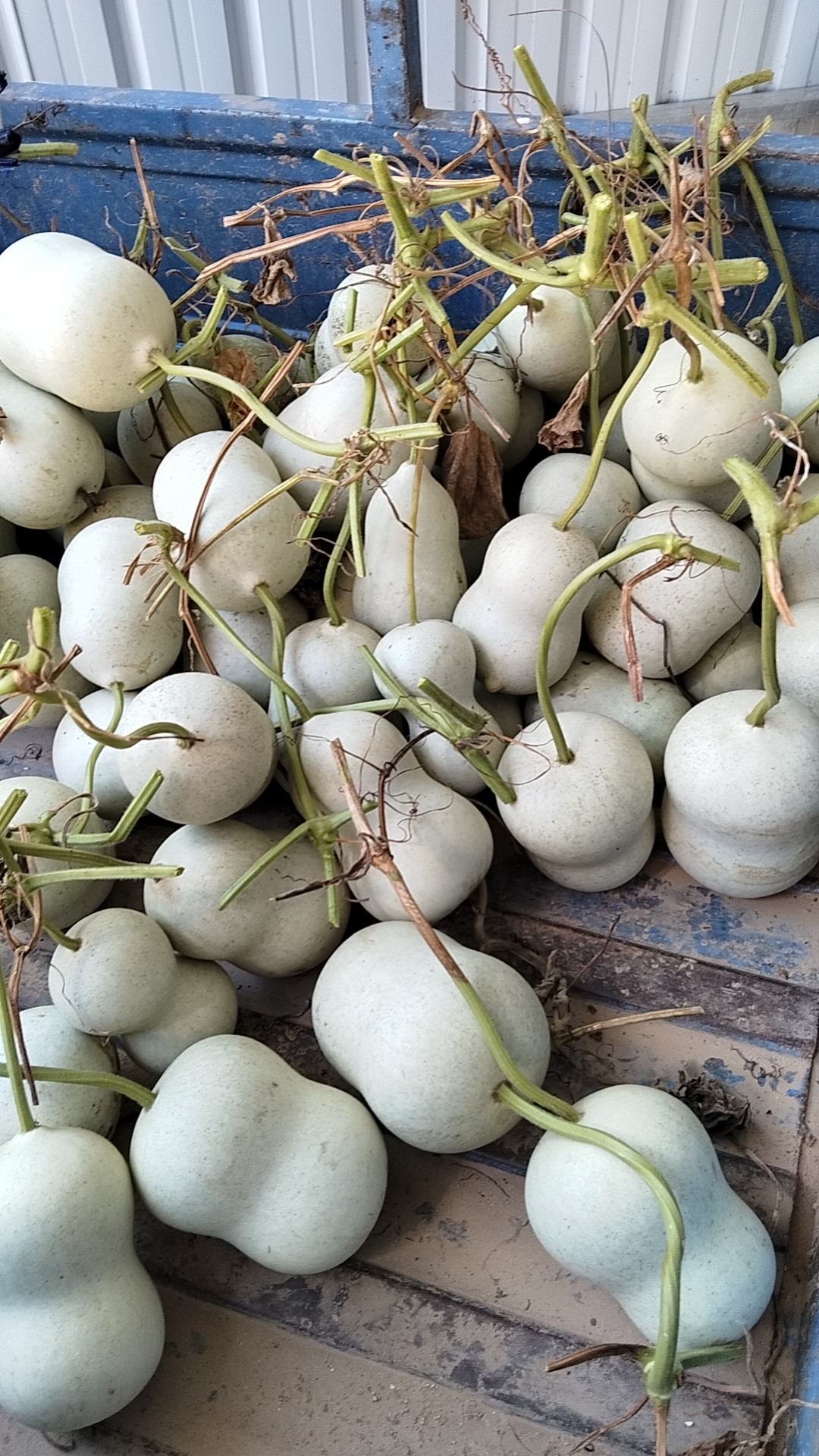 天坛八宝葫芦，链接专用，